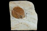 Fossil Leaf (Davidia) - Montana #165017-1